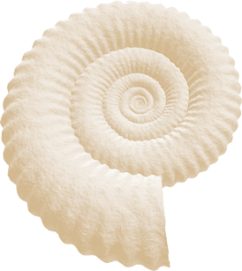 Ammonit 300